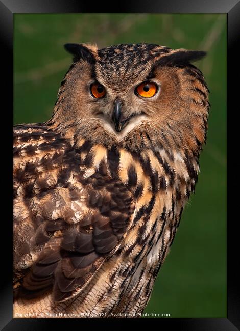 European Eagle Owl Framed Print by Philip Hodges aFIAP ,