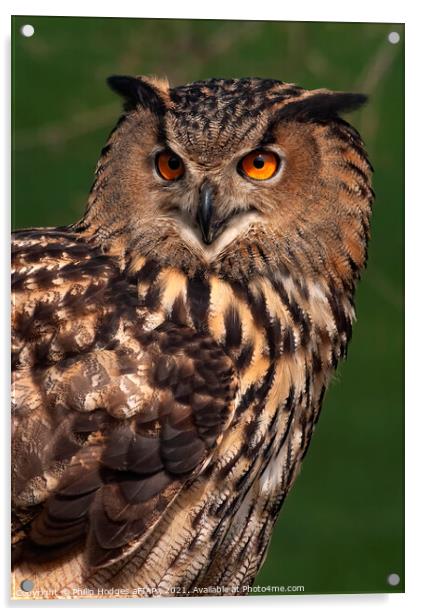 European Eagle Owl Acrylic by Philip Hodges aFIAP ,