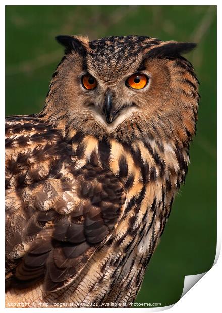 European Eagle Owl Print by Philip Hodges aFIAP ,