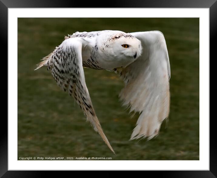 Snowy Owl Framed Mounted Print by Philip Hodges aFIAP ,