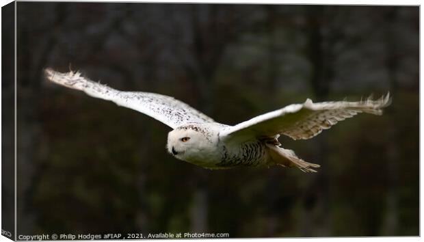 Snowy Owl Gliding Canvas Print by Philip Hodges aFIAP ,