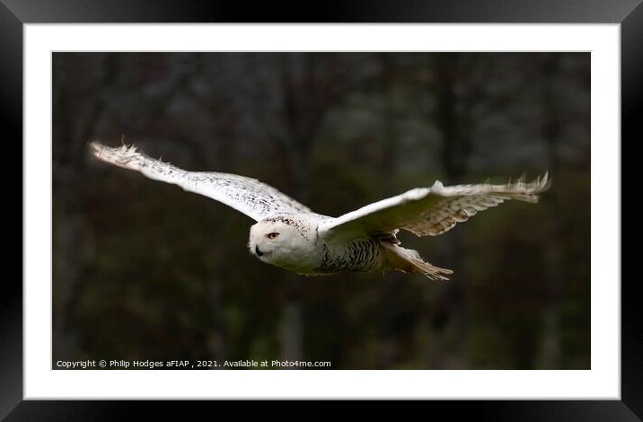 Snowy Owl Gliding Framed Mounted Print by Philip Hodges aFIAP ,