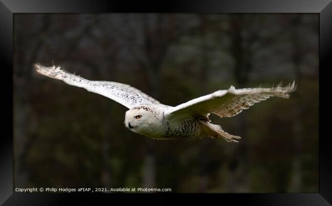 Snowy Owl Gliding Framed Print by Philip Hodges aFIAP ,