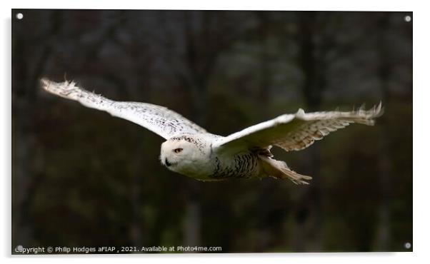 Snowy Owl Gliding Acrylic by Philip Hodges aFIAP ,