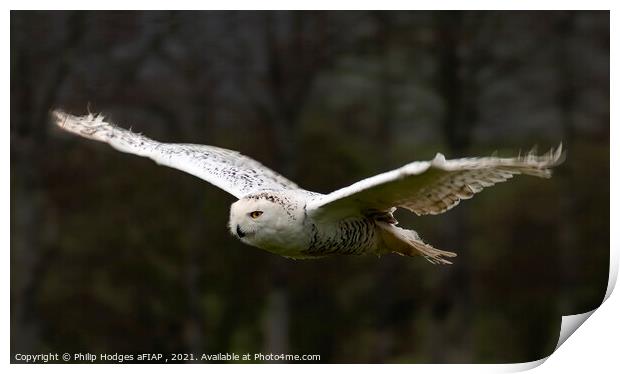Snowy Owl Gliding Print by Philip Hodges aFIAP ,