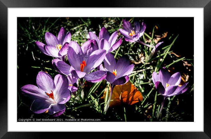 Wild Purple Flowers Framed Mounted Print by Joel Woodward