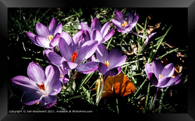 Wild Purple Flowers Framed Print by Joel Woodward