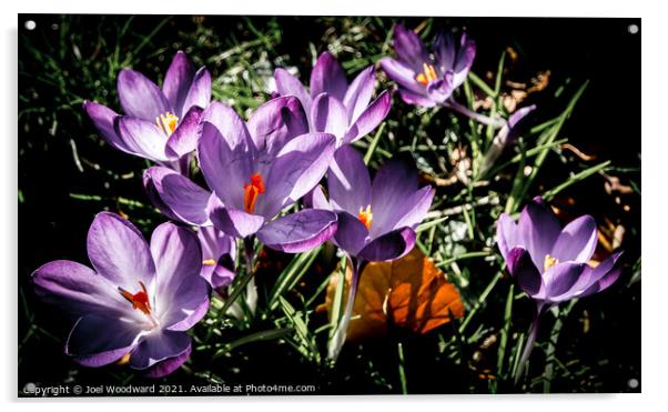 Wild Purple Flowers Acrylic by Joel Woodward