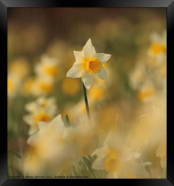 Daffodil  flower Framed Print by Simon Johnson