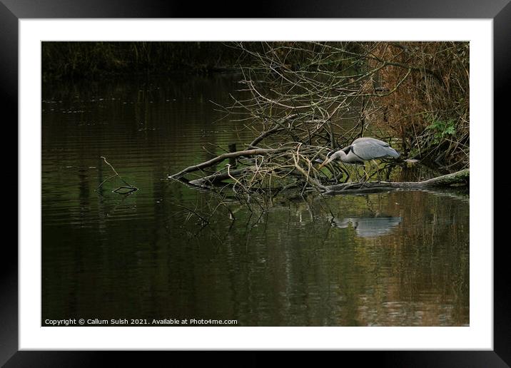 Heron On The Hunt Framed Mounted Print by Callum Sulsh