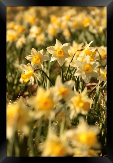 Daffodil  flower Framed Print by Simon Johnson