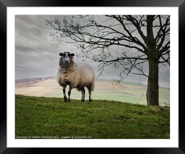 Lone Blackface sheep on hillside Framed Mounted Print by Heather Sheldrick