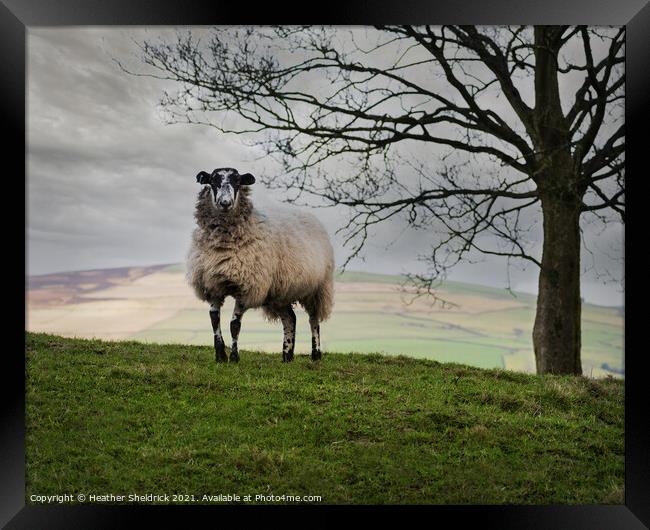 Lone Blackface sheep on hillside Framed Print by Heather Sheldrick