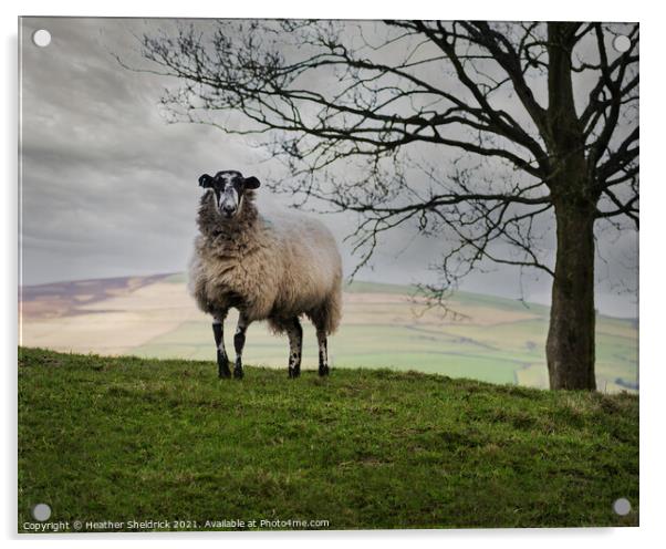 Lone Blackface sheep on hillside Acrylic by Heather Sheldrick