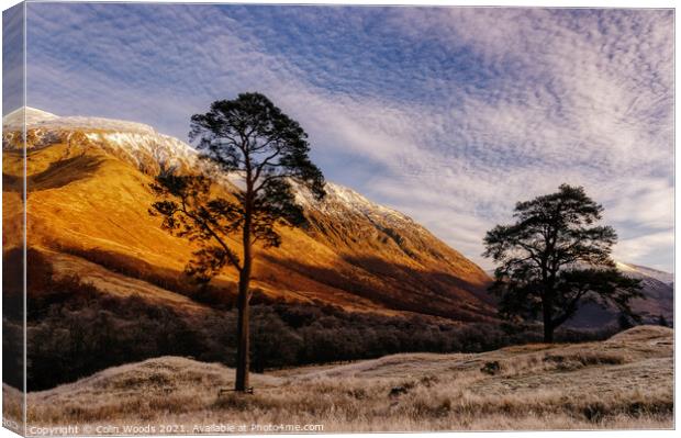 Scots Pines in Glen Nevis, Scotland Canvas Print by Colin Woods