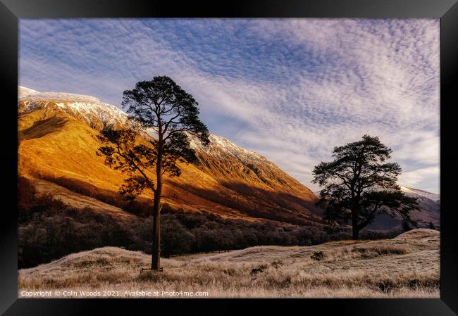 Scots Pines in Glen Nevis, Scotland Framed Print by Colin Woods