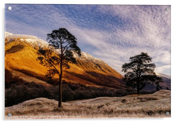 Scots Pines in Glen Nevis, Scotland Acrylic by Colin Woods