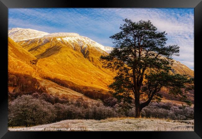 Scots Pine in Glen Nevis, Scotland Framed Print by Colin Woods