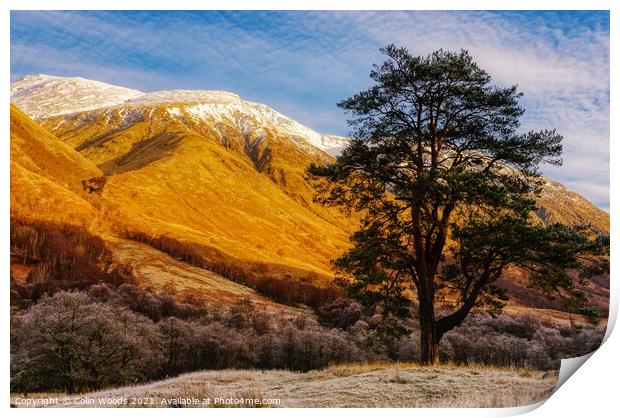 Scots Pine in Glen Nevis, Scotland Print by Colin Woods