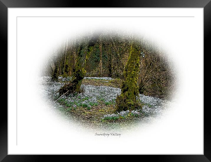 Enchanting forest of snowdrops Framed Mounted Print by graham young