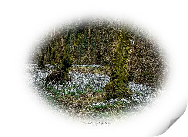 Enchanting forest of snowdrops Print by graham young