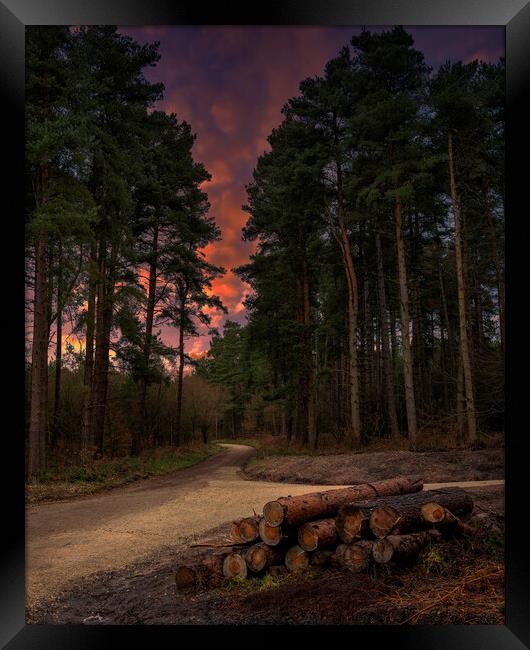 Woodland Sunset Framed Print by Darren Ball