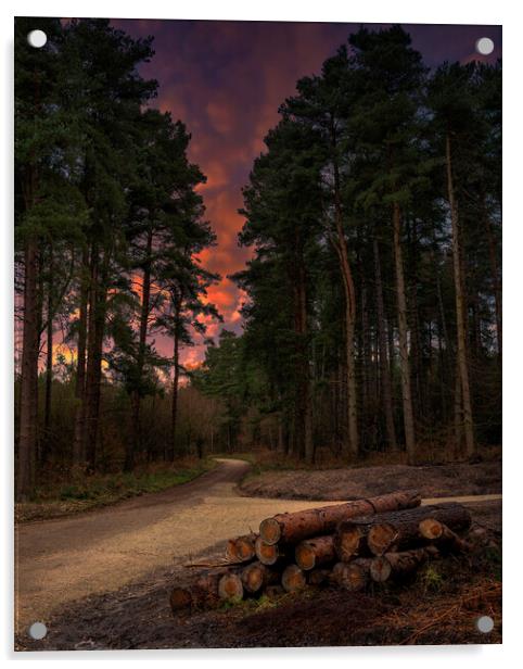Woodland Sunset Acrylic by Darren Ball