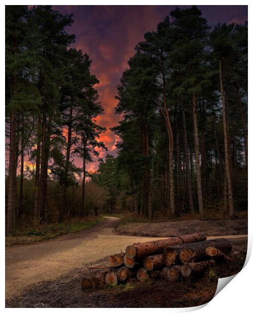 Woodland Sunset Print by Darren Ball
