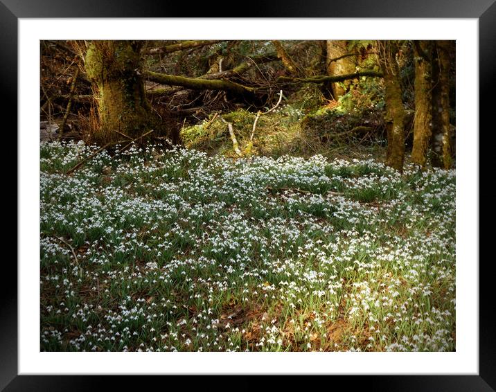 Enchanted Snowdrop Grove Framed Mounted Print by graham young