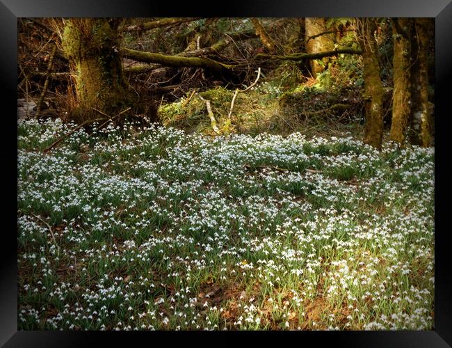 Enchanted Snowdrop Grove Framed Print by graham young
