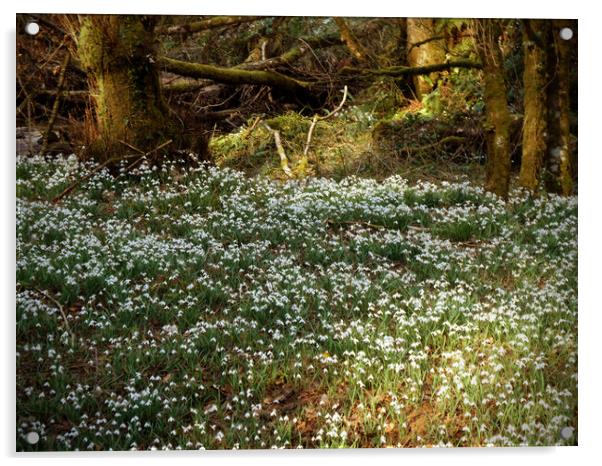 Enchanted Snowdrop Grove Acrylic by graham young