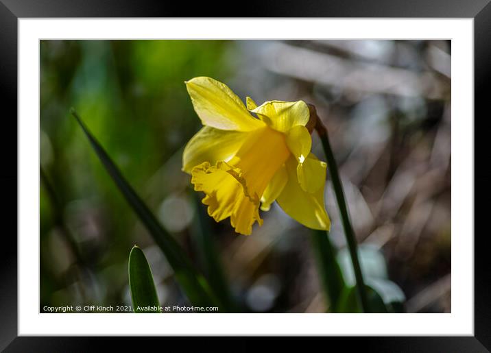 Bright yellow daffodil Framed Mounted Print by Cliff Kinch