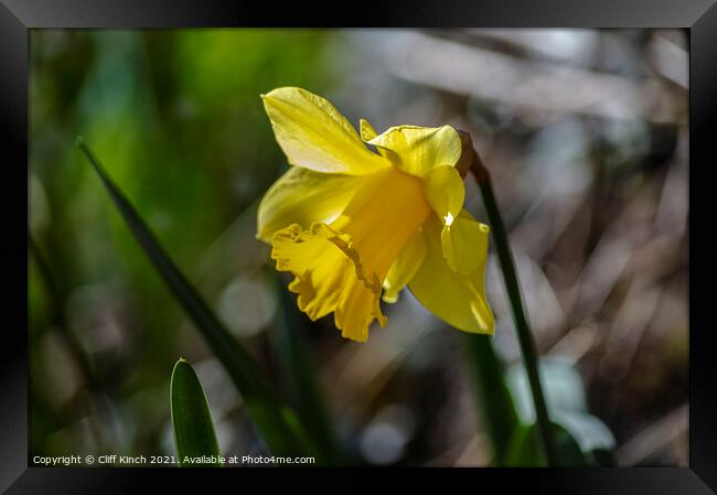Bright yellow daffodil Framed Print by Cliff Kinch