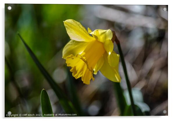 Bright yellow daffodil Acrylic by Cliff Kinch
