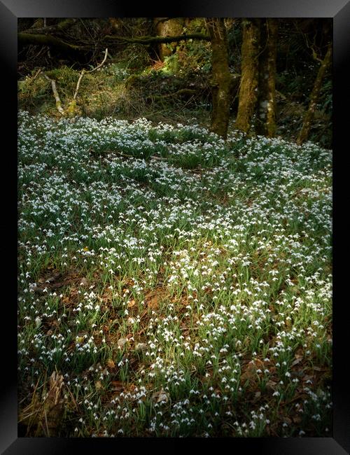 snowdrops in a sunlit woodland glade  Framed Print by graham young