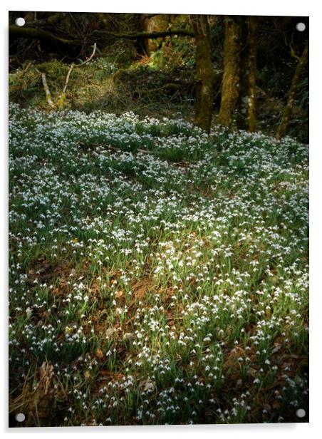 snowdrops in a sunlit woodland glade  Acrylic by graham young