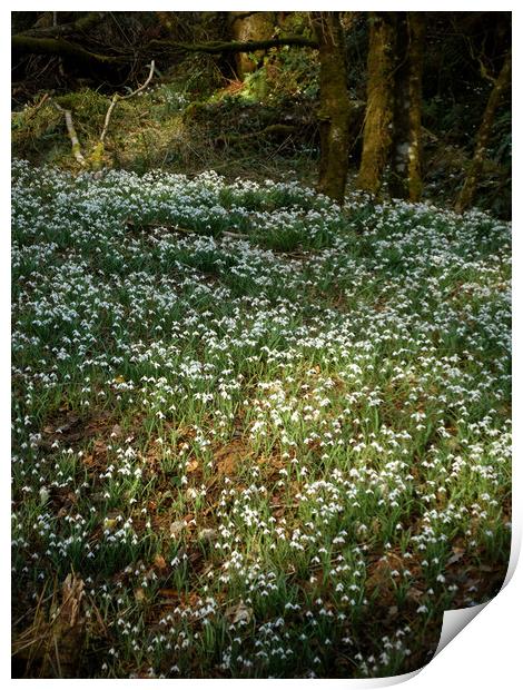 snowdrops in a sunlit woodland glade  Print by graham young