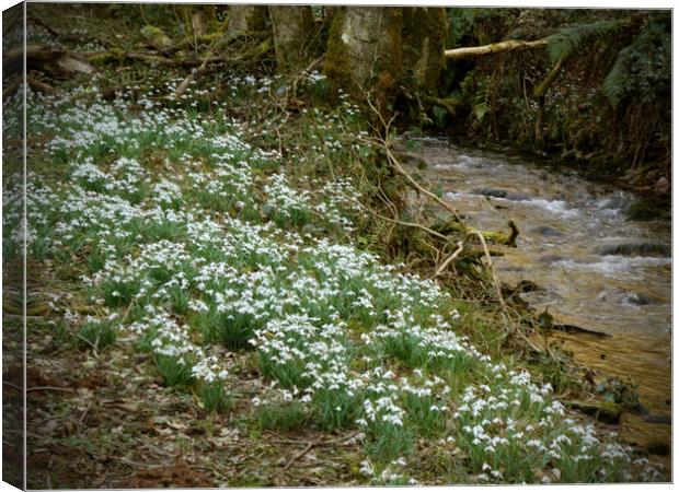 Snowdrops Beside a Woodland Stream Canvas Print by graham young