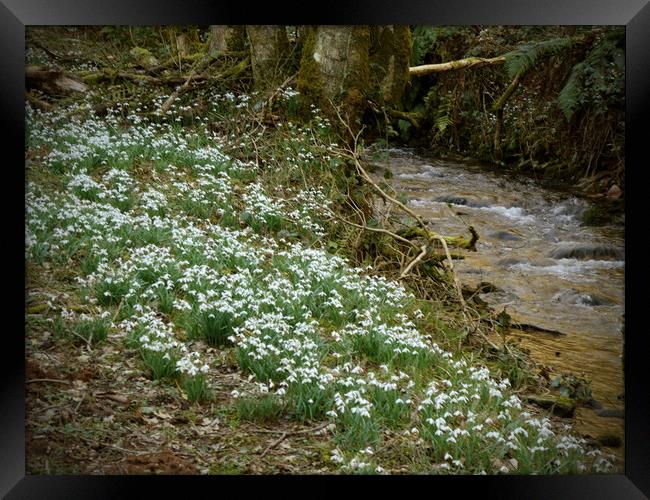 Snowdrops Beside a Woodland Stream Framed Print by graham young