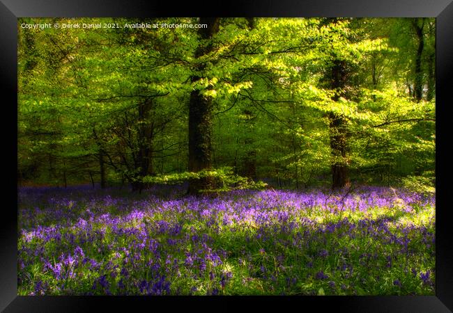 Enchanting Bluebell Woods Framed Print by Derek Daniel