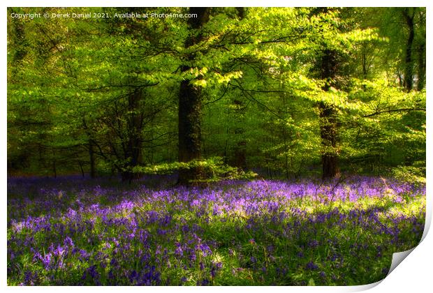 Early morning at the bluebell wood at Micheldever  Print by Derek Daniel