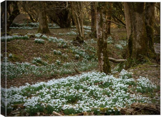 Snowdrops in an Enchanted Exmoor Woodland Canvas Print by graham young
