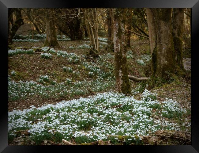 Snowdrops in an Enchanted Exmoor Woodland Framed Print by graham young