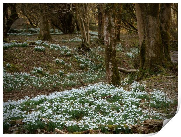 Snowdrops in an Enchanted Exmoor Woodland Print by graham young