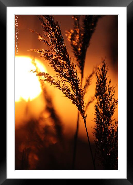 Sunset & Reeds Framed Mounted Print by Jane Osborne
