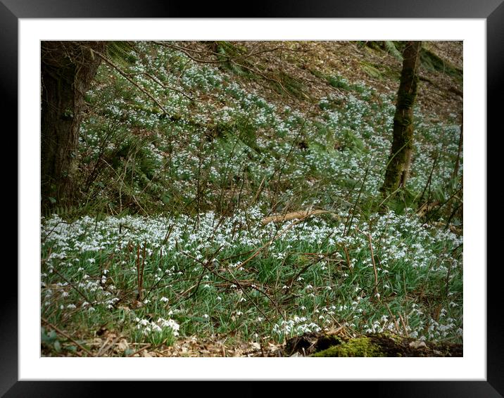 Enchanted Forest Snowdrops Framed Mounted Print by graham young