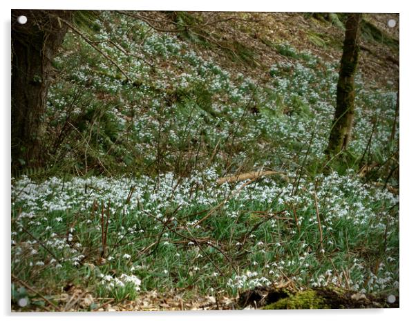 Enchanted Forest Snowdrops Acrylic by graham young