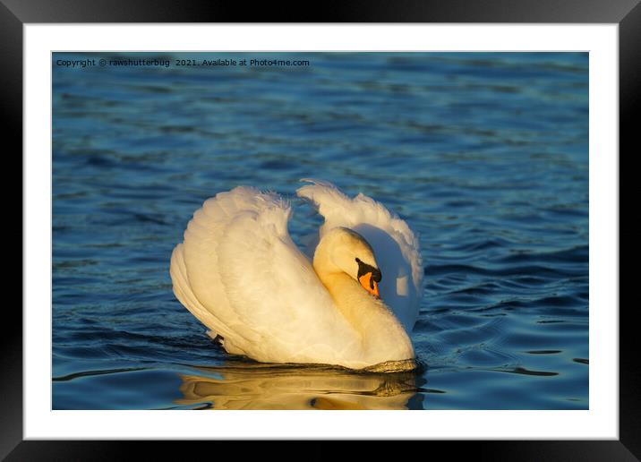 Beautiful Swan  Framed Mounted Print by rawshutterbug 