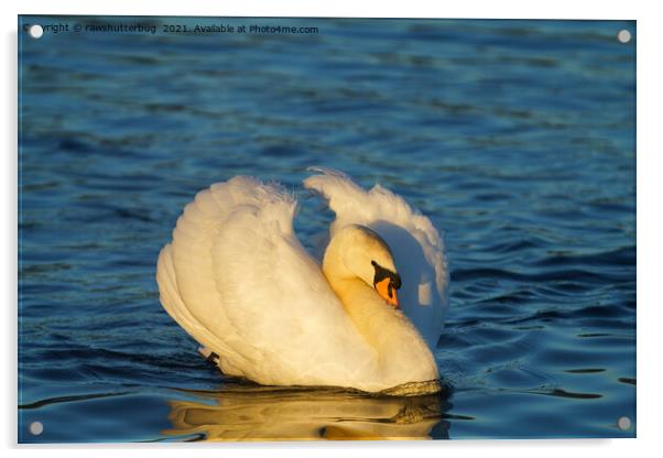 Beautiful Swan  Acrylic by rawshutterbug 