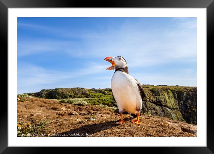 Atlantic Puffin Calling Framed Mounted Print by Graham Prentice